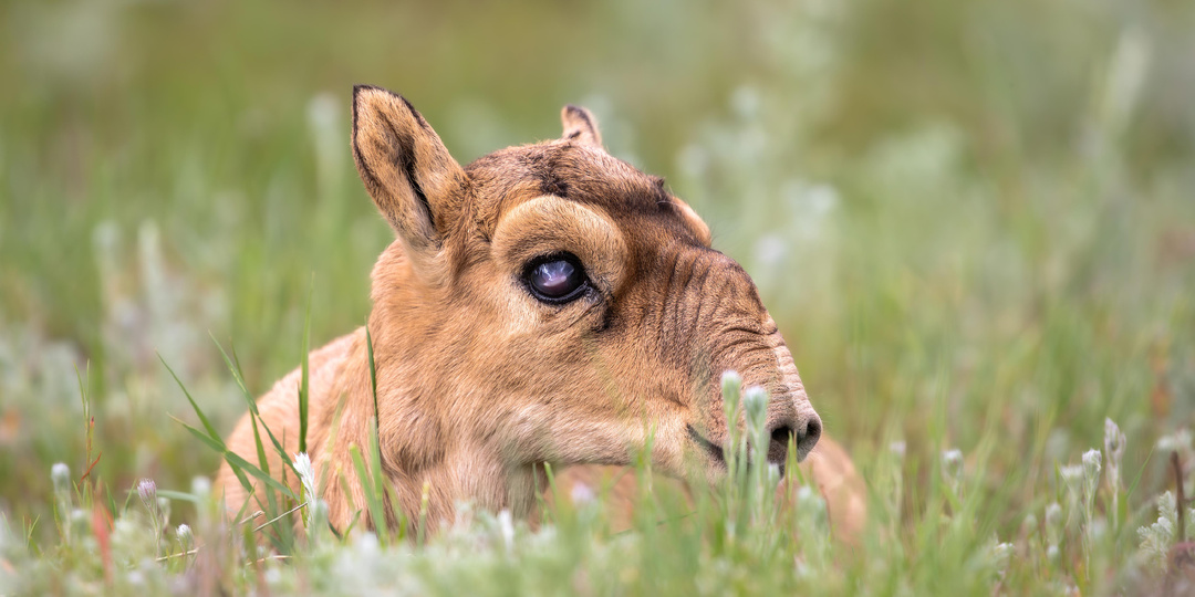 Сайгак. Начало жизни
