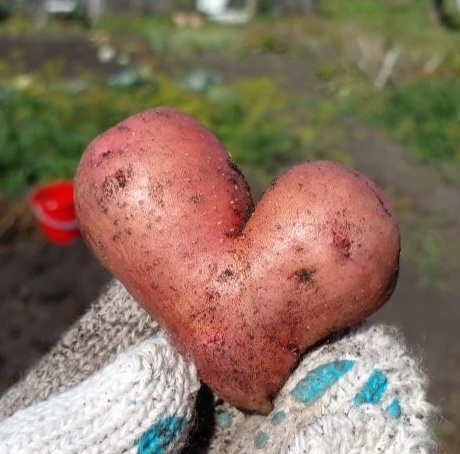 🥔 Битва за картошку.