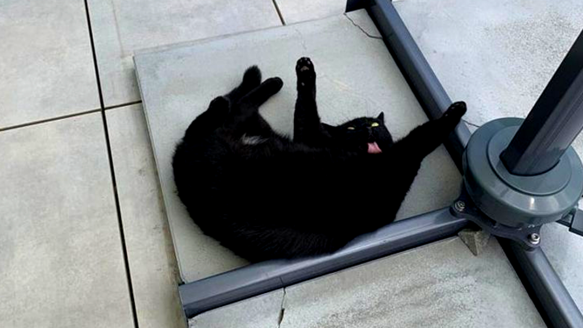 Что еще за фотосессии, когда по расписанию у меня - мытье!