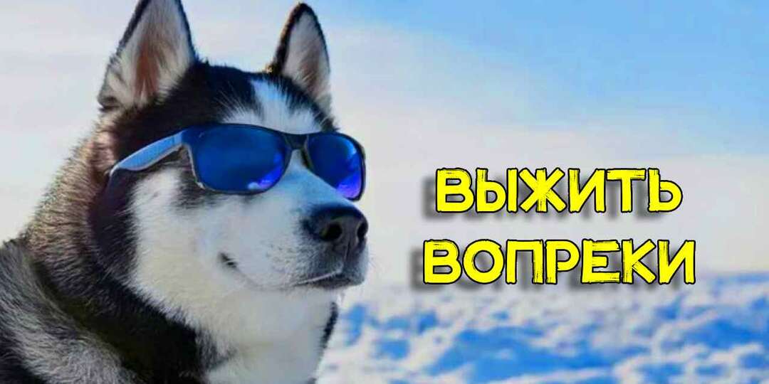 От -60 до +40. Почему Хаски может лекго пережить такие температуры и ест всё подряд, даже мох