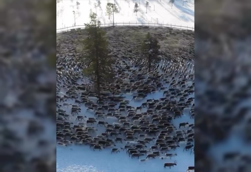 Танец оленей при переходе на новое место зимовки