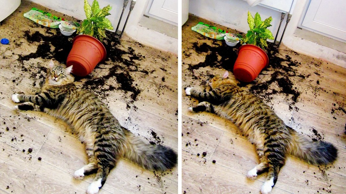 Я  поймал его, хозяин! Теперь можем спать спокойно! ЕЩЕ фото --->>