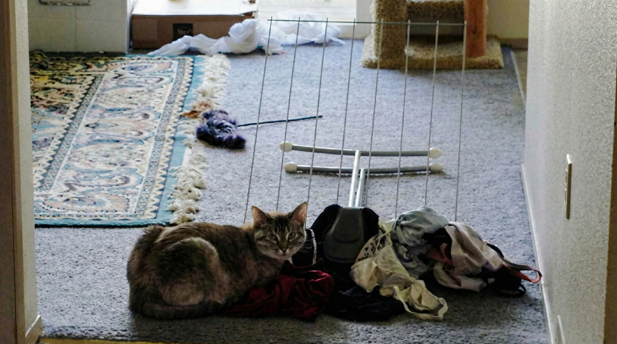 Привет, хозяин! А я сегодня ходил на кабана!