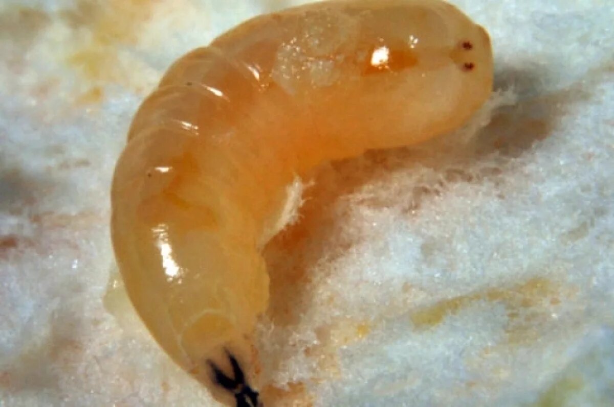    Крупнейший завод по производству продуктов из насекомых закрылся во Франции