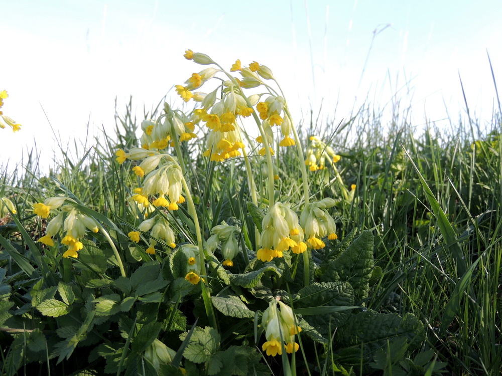 Дикая примула