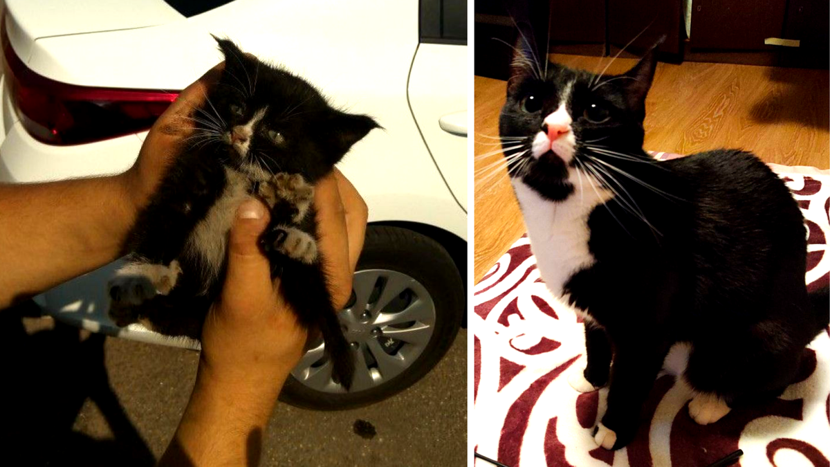 Это Кнопа Однажды в поисках укрытия она залезла в двигатель авто и так застряла, что спасатели  МЧС 3 часа доставали ее. Эта история попала в соцсети, благодаря чему кошка нашла дом. -->>