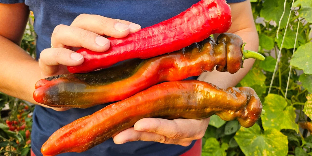 Сейте, иначе опоздаете: 8 культур, которые в феврале уже должны быть посеяны