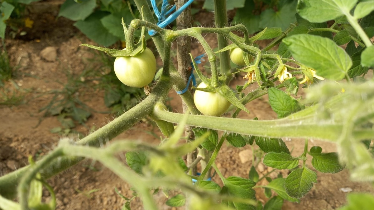 Вот разница между разрекламированными новинками и проверенными сортами