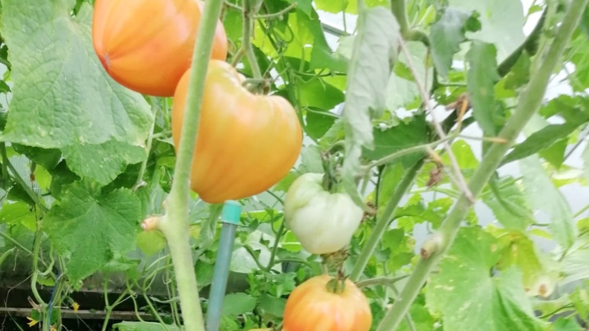  Результат выращивания надежной девятки - стабильность и качество