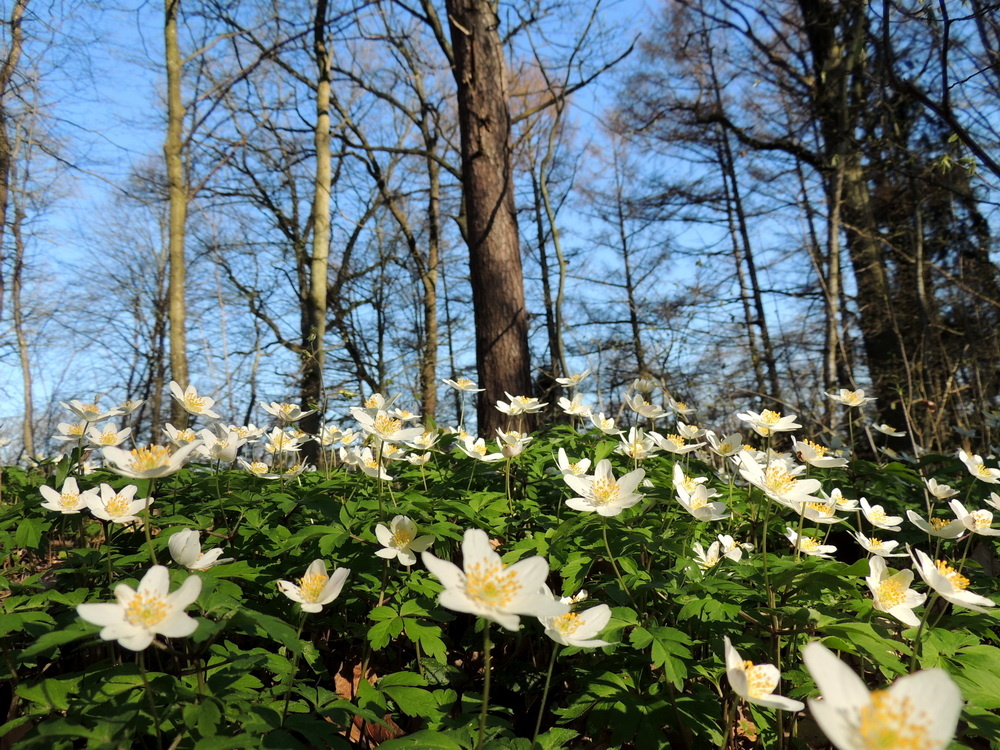Анемона (ветреница)