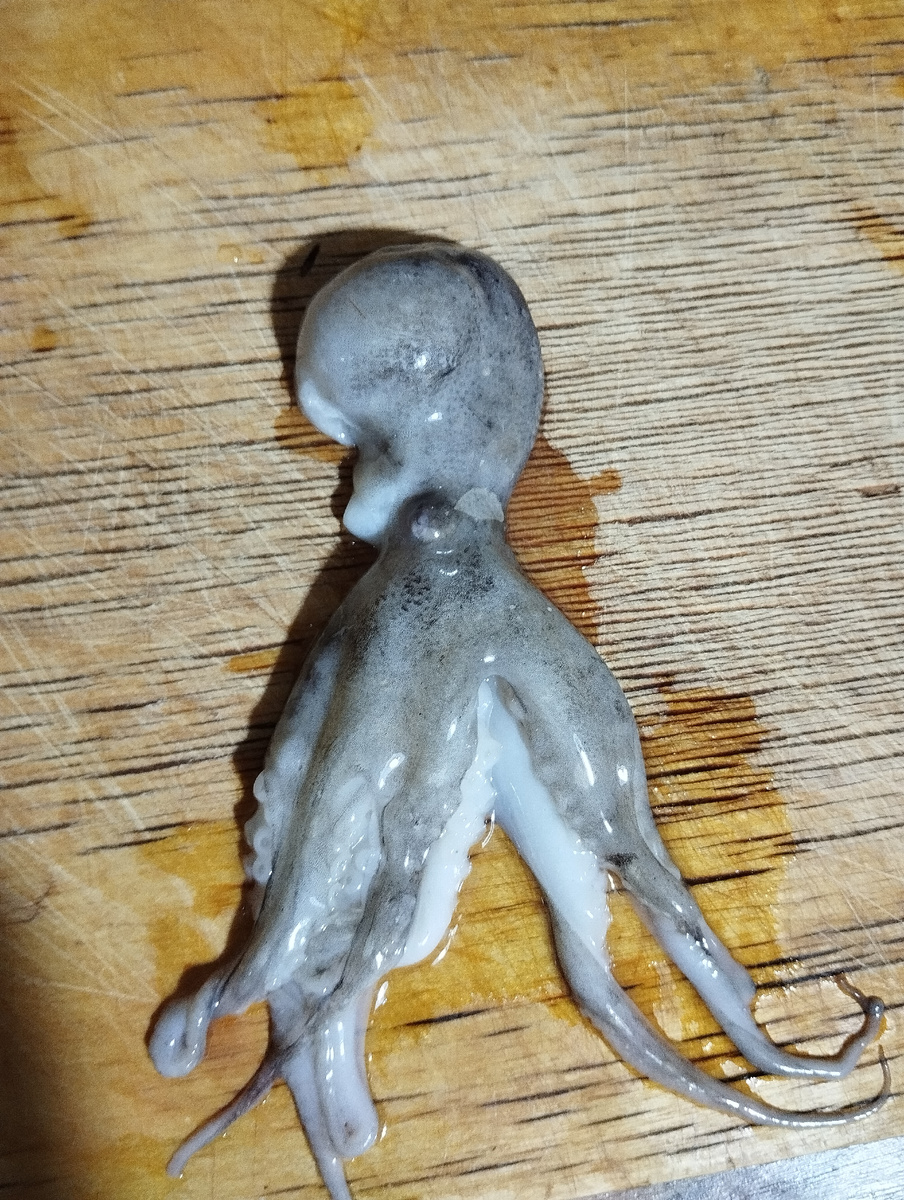 Экземплярчик до окончательного приведения в к приготовлению из него блюда.