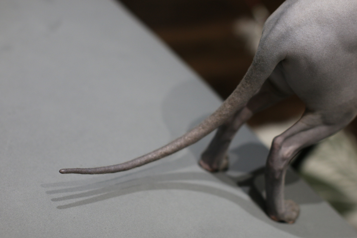 Хвост сфинкса - многофункциональное устройство для баланса, хватания и обнимания