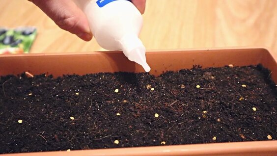 Секреты посадки баклажанов на рассаду! Вот что действительно работает — проверено годами и сотнями кустиков!