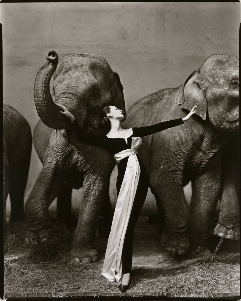 Richard Avedon — Dovima with Elephants, Evening Dress by Dior, Cirque d'Hiver, Paris (1955).