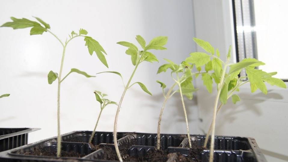 Моя рассада томатов до применения температурного метода - тонкие стебли готовы сломаться