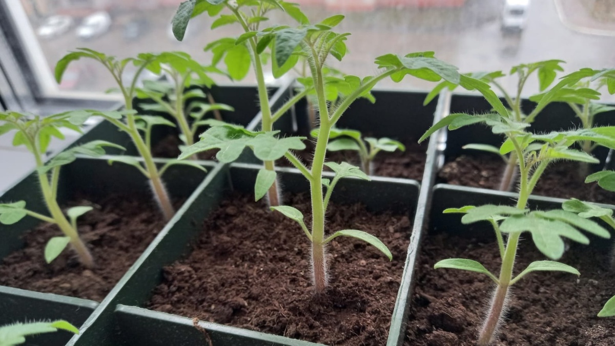 Третий день температурного режима - стебли уже не падают под собственным весом