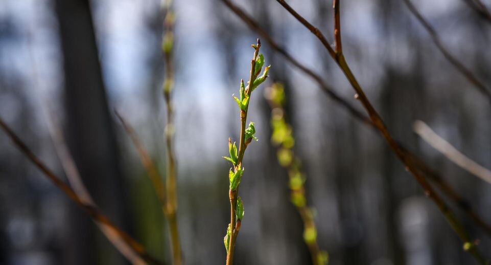    медиасток.рф