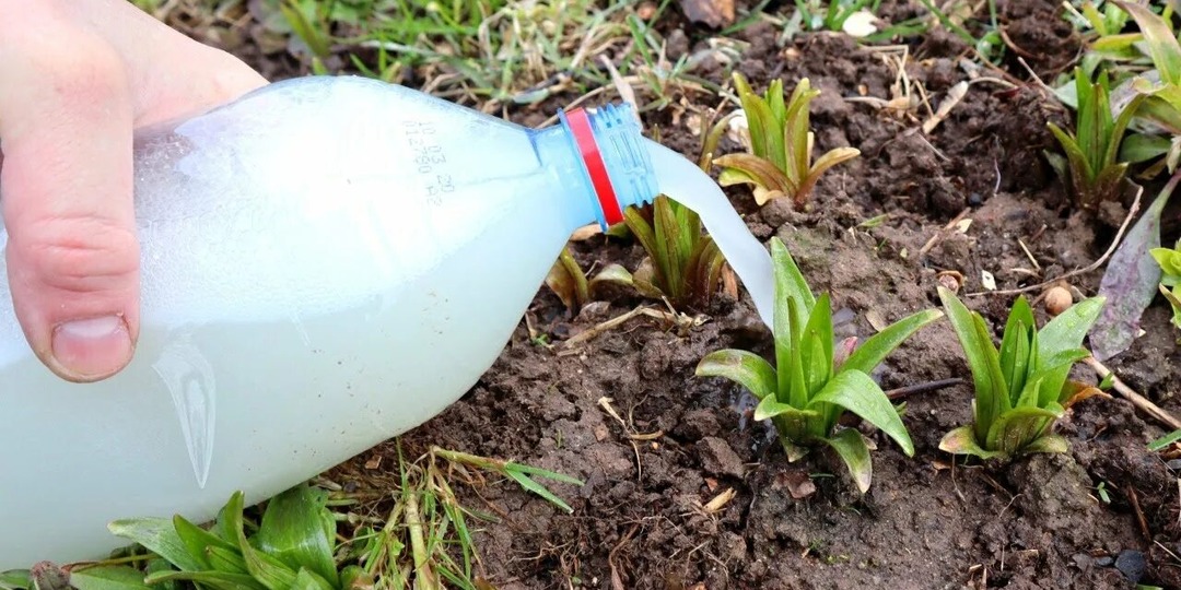 Лилии будут цвести невероятно долго и красиво! Подкормите этим молодые всходы лилий весной после зимы!