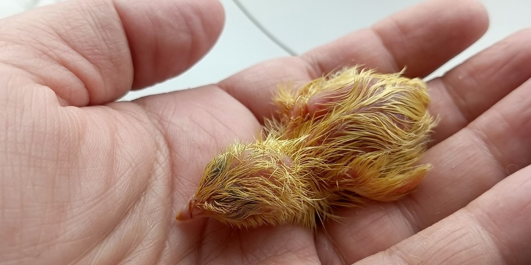 Как подготовить брудер для переселения цыплят