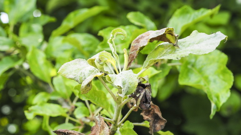 Так выглядели мои яблони до правильной обрезки - настоящее разочарование садовода
