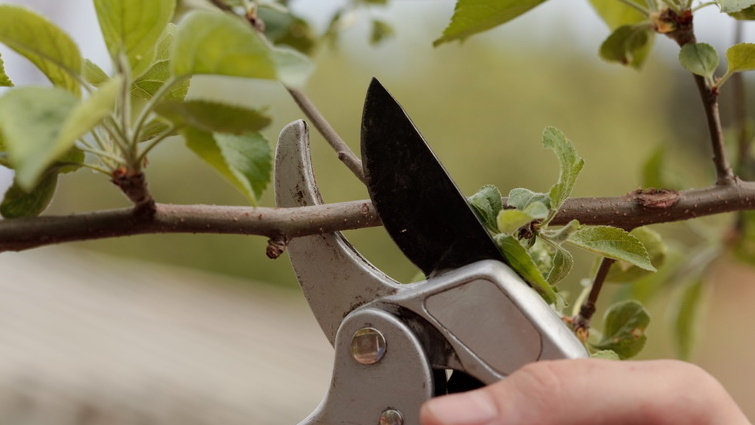 Качественные инструменты - основа успешной обрезки яблонь