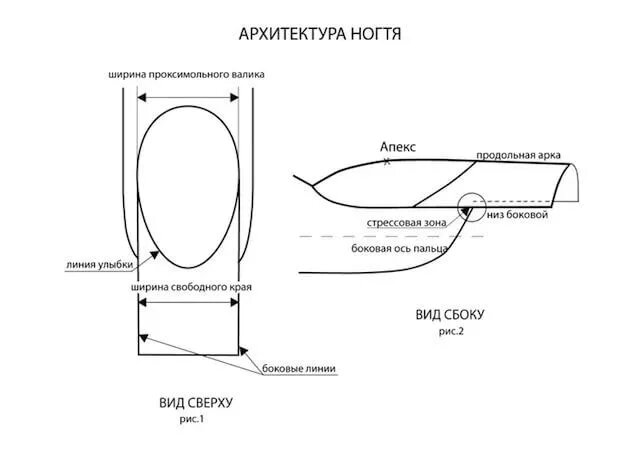 Источник изображения: https://ru.pinterest.com/pin/617978380106173152/