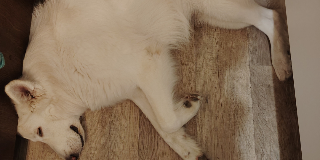 Гигиена собак зимой.