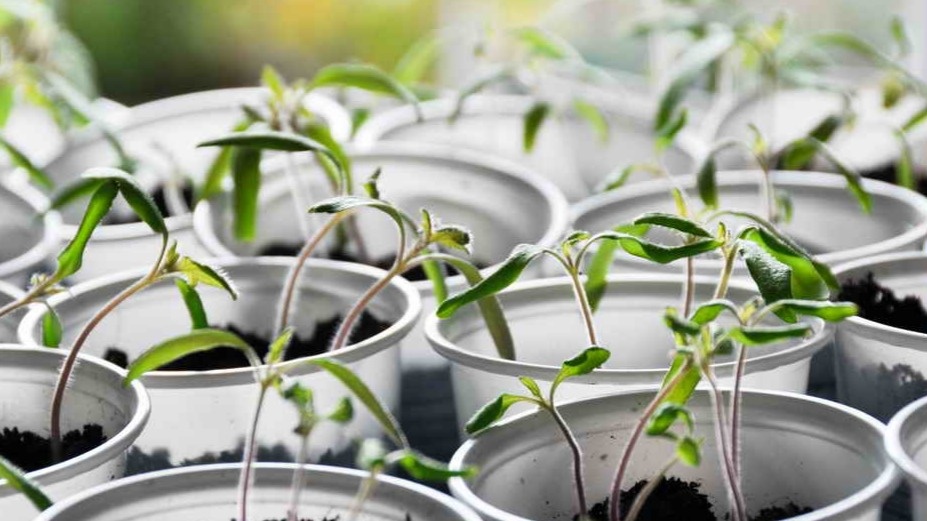 Разница между правильными и неправильными народными средствами очевидна