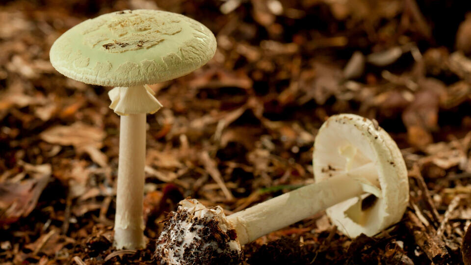     Четыре человека насмерть отравились бледными поганками в США www.globallookpress.com/NielsDK