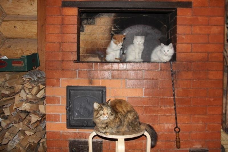 Автор и правообладатель данного изображения: https://fishki.net/2498686-koshachyej-merzljavosti-post.html