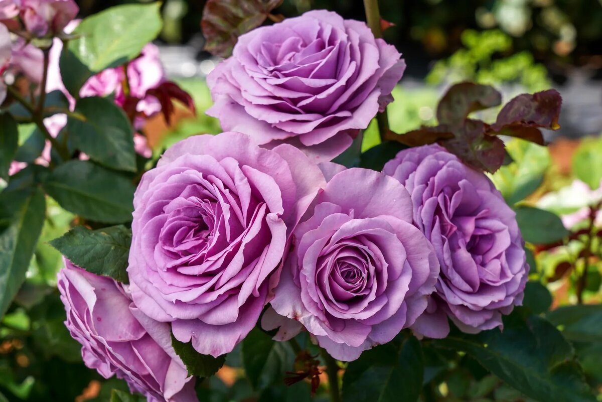 Роза плетистая Квиксильвер. Фото с сайта александра розы.