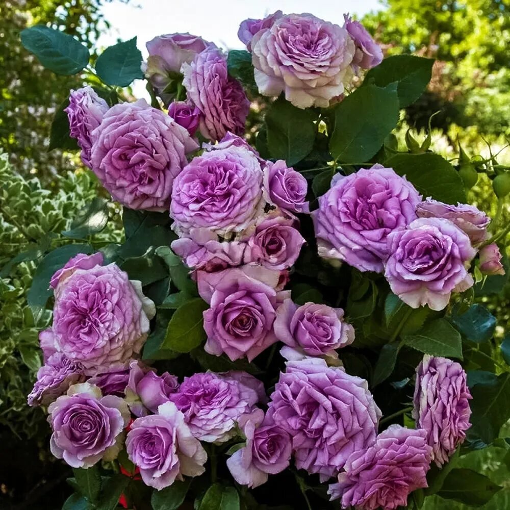 Фото с сайта интернет магазина саженцев роз.