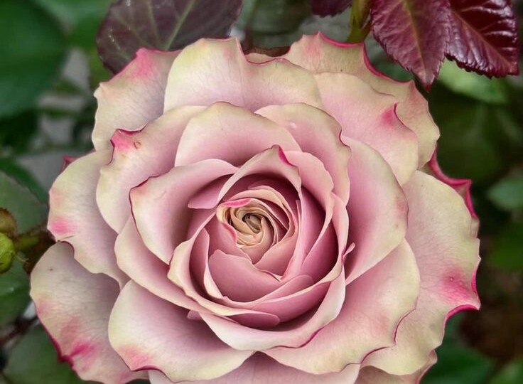 Новые розы, заказанные на весну 2026. Часть 2