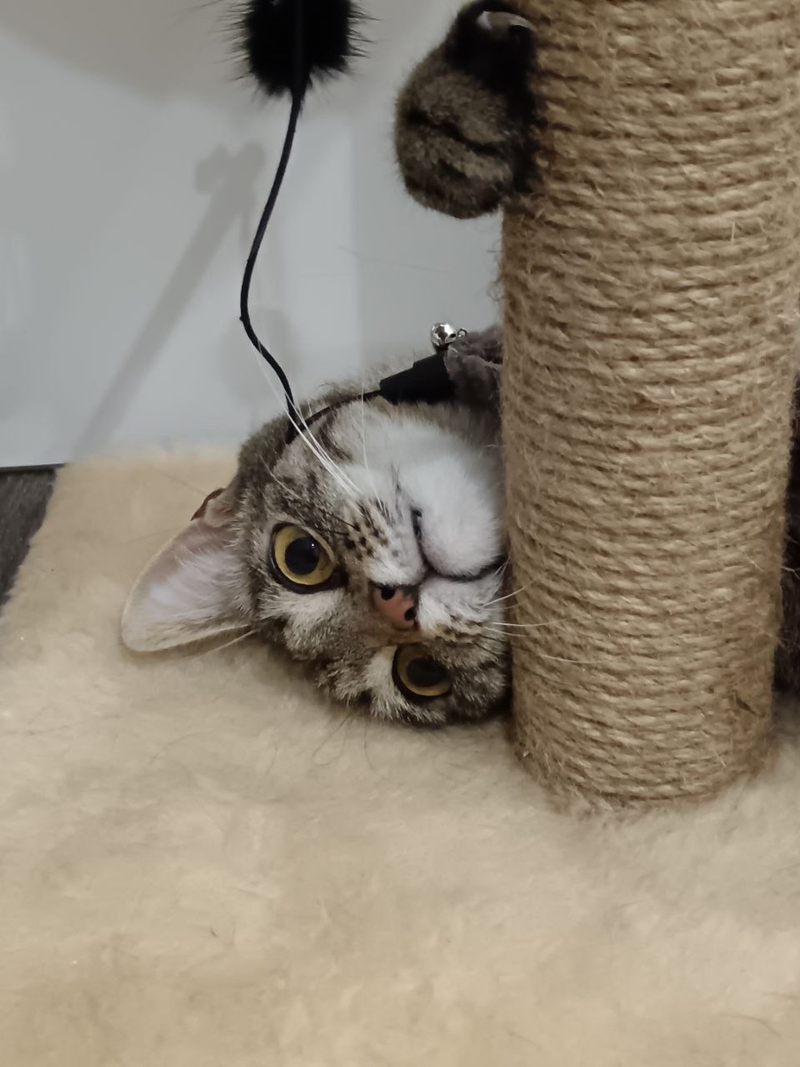 Всем большой приветик от меня) 😸