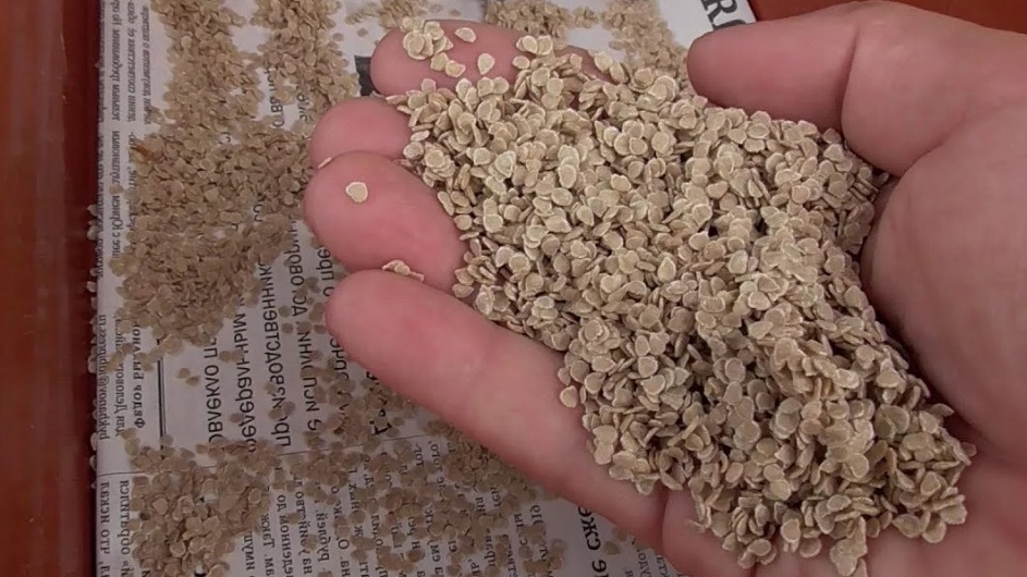 Просушиваю собранные семена