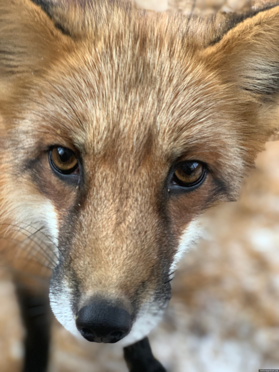 Фото здесь и далее: группа приюта «Веретье» в социальной сети «ВКонтакте»