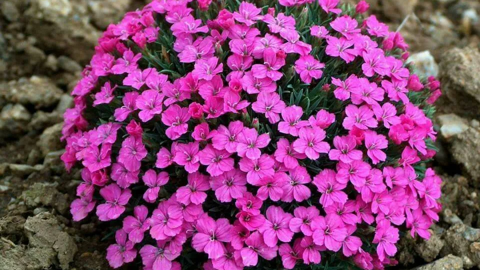 Неприхотливые растения-расти и процветать будут, не требуя особого ухода