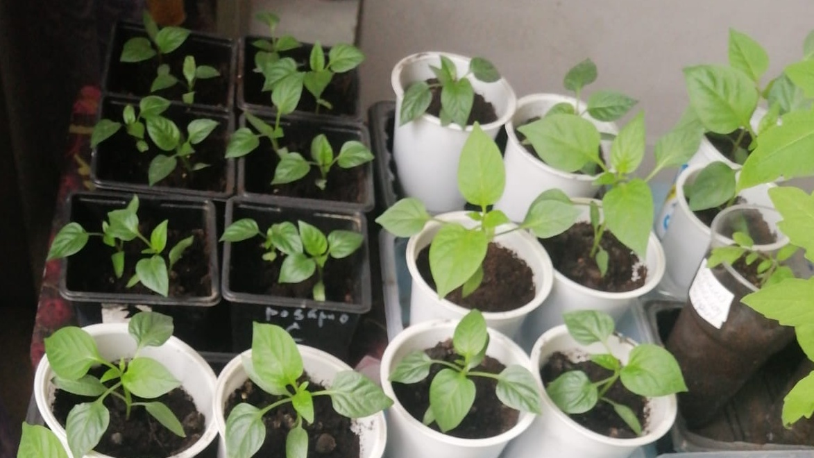 Начало эксперимента - три срока посева в одинаковых условиях