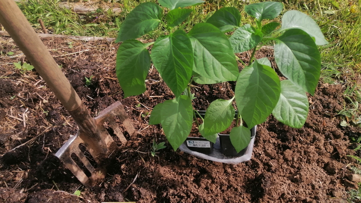 Высадка перца в грунт