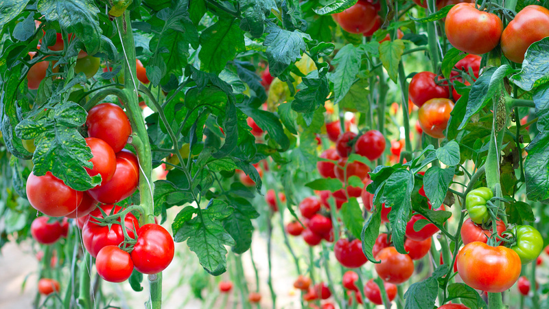 Результат применения стрессовых методов - рекордный урожай с одного растения