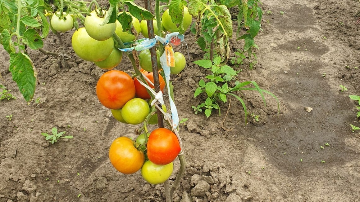 Через месяц заметны различия между контрольным и опытным растениями