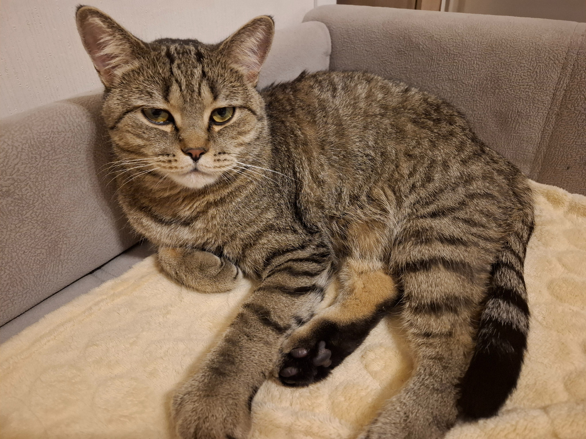 Наверное в следующей жизни,  когда я стану кошкой 