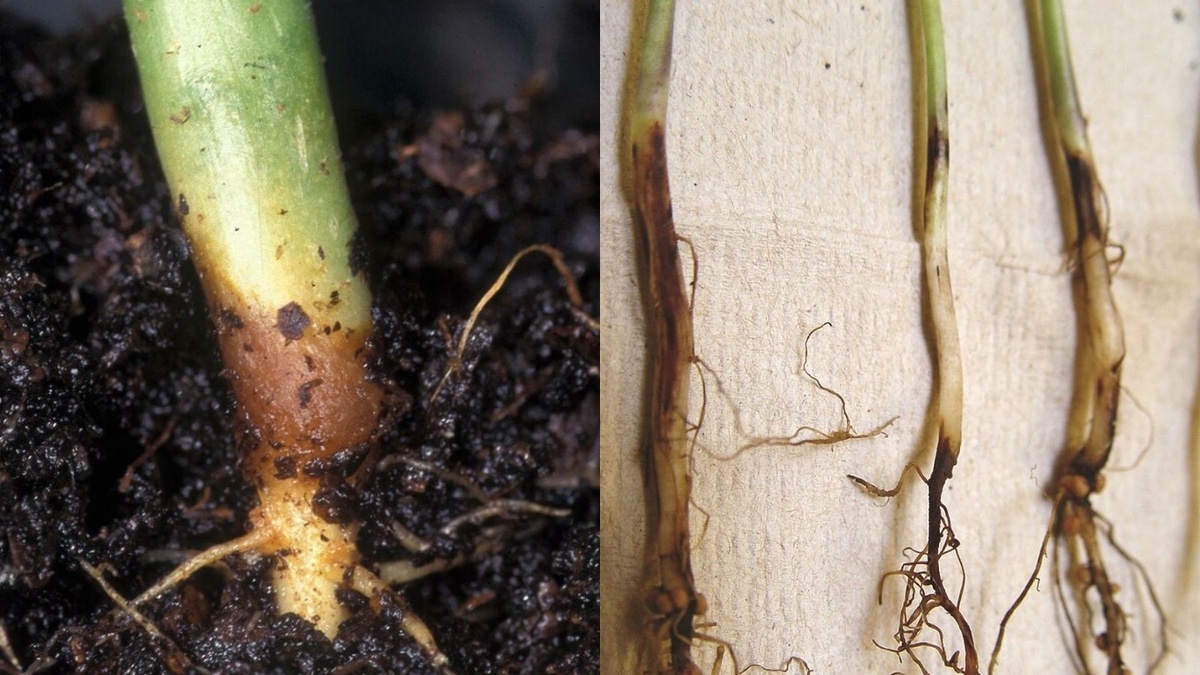 Черная ножка развивается стремительно и может погубить всю рассаду за три дня