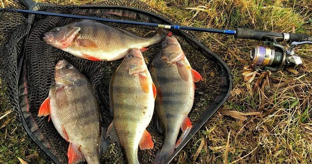 В погоне за речным матросом