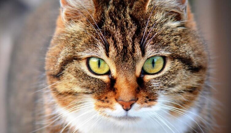    Как живут коты в Эрмитаже? Фото: по лицензии CC0 Pxhere.com