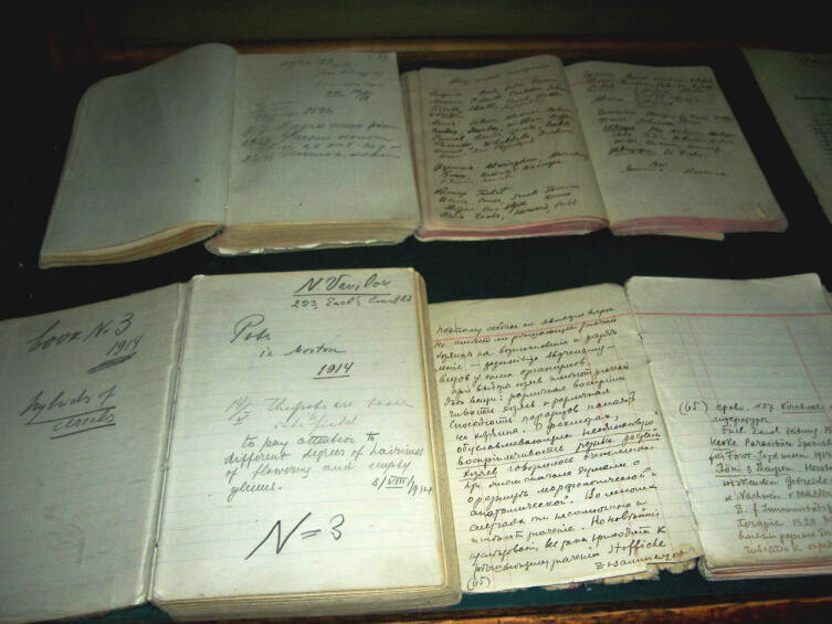    Рукописи Николая Вавилова. На нижней левой тетради видна дата — 8 августа 1914 года. Из собрания Всероссийского института растениеводства имени Н. И. Вавилова Фото: Luigi Guarino. Собственная работа, по лицензии CC BY-SA 2.0