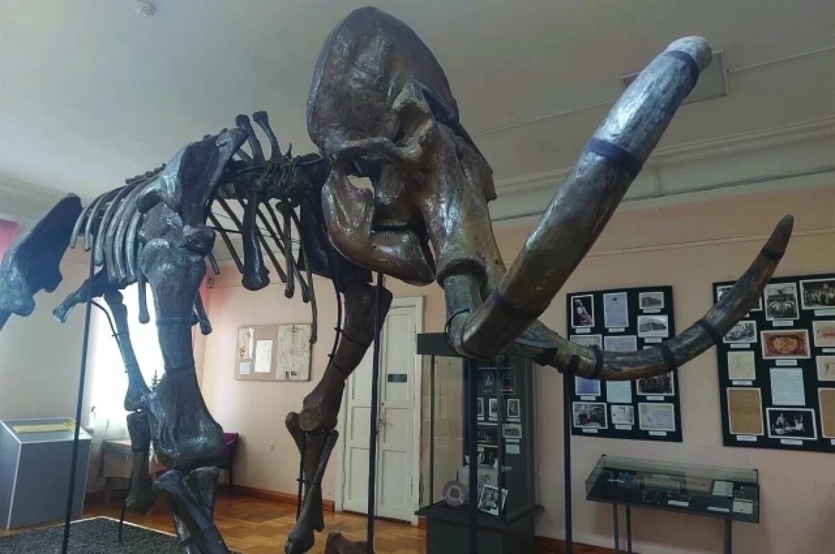    Скелет мамонта собрал по частям в 1929 году геолог и палеонтолог Антон Штукенберг.