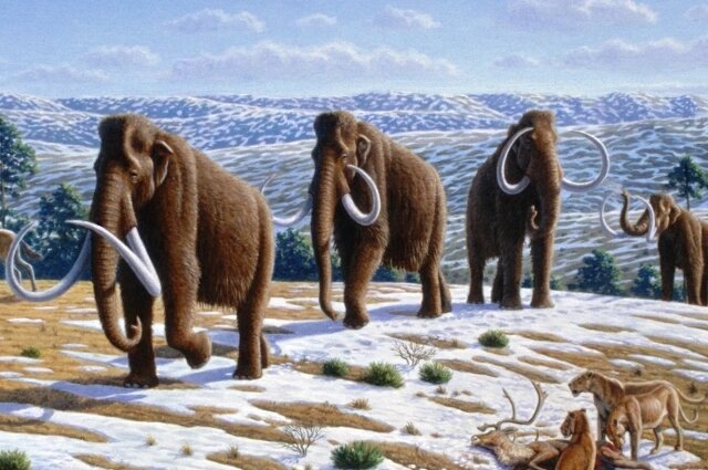    Мамонты достигали в высоту 5,5 метра. Фото: Википедия/ Mauricio Antón
