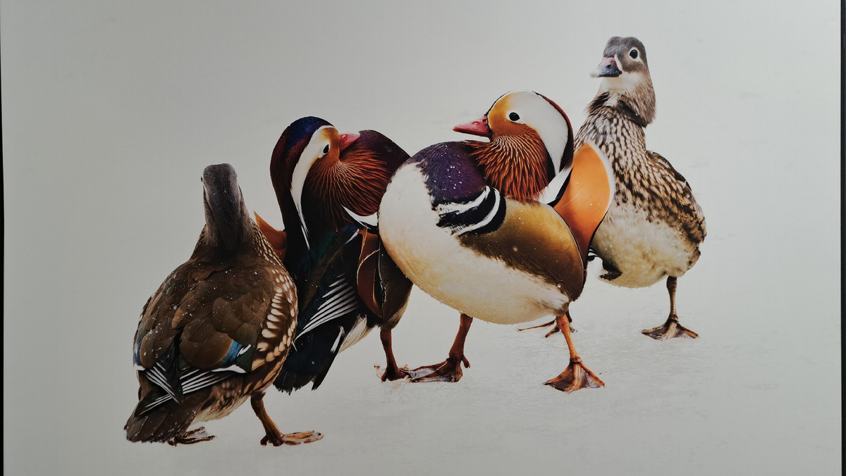 Фото с прошлогодней выставки Первозданная Россия