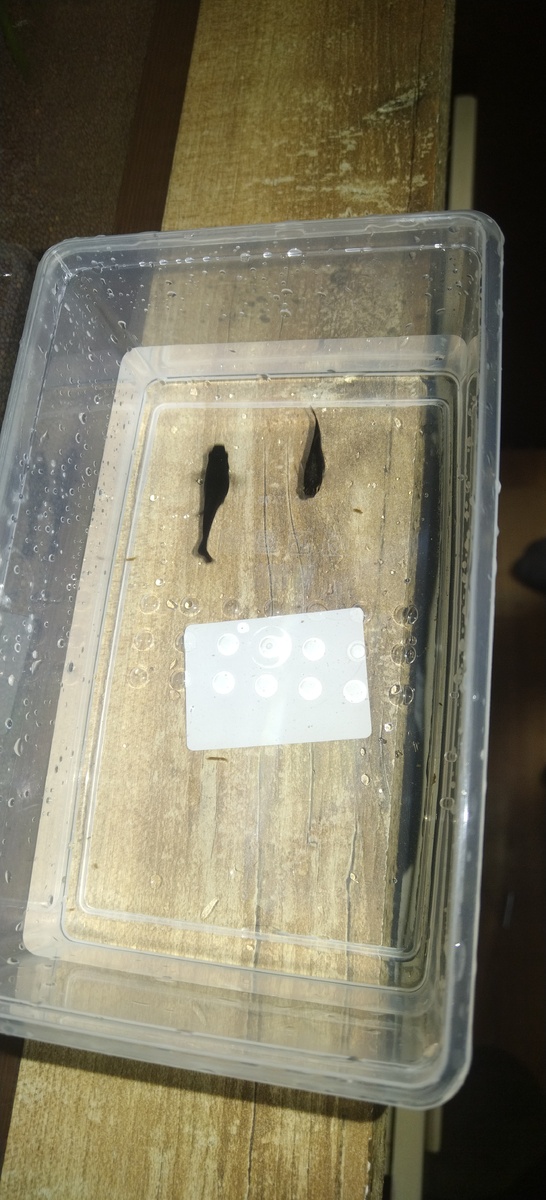 Первые кто переедет в аквариум